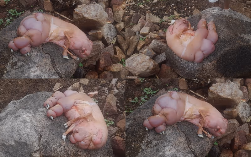 ovelha_sim.jpg