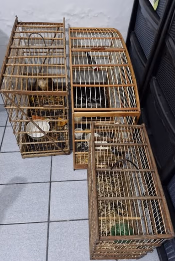 aves01.jpg
