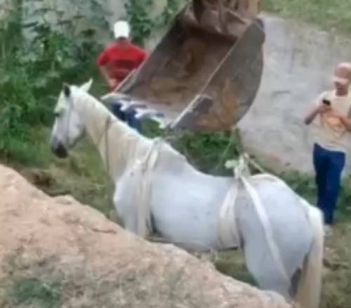 Cavalo que caiu em uma galeria pluvial no bairro Francisco Pereira, em Pombal