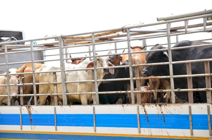 Fiscalizações no transporte de animais na Paraíba