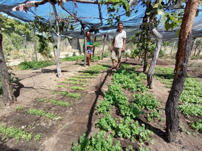 Renda para as famílias agricultoras no Sertão