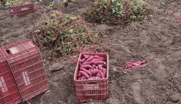 Produtor plantando batata-doce com assistência técnica da Empaer 