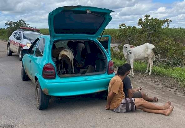 Prisão de quadrilha de roubo de gado na Paraíba