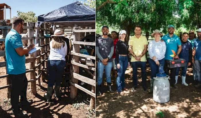 Primeira fase de inseminação artificial do Programa de Melhoramento Genético de Bovinos