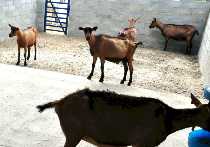 Leilão de caprinos e ovinos na Estação Pendência