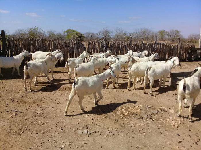 Cabras
