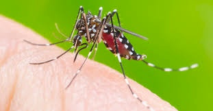 Prevenção contra as arboviroses no verão