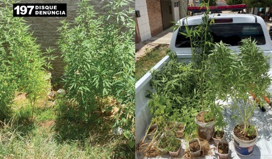 Pés de maconha apreendidos pela Polícia Civil em Juazeirinho 