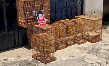 Durante Operação Previna-se, polícia aprende sete aves silvestres na cidade de Pombal 
