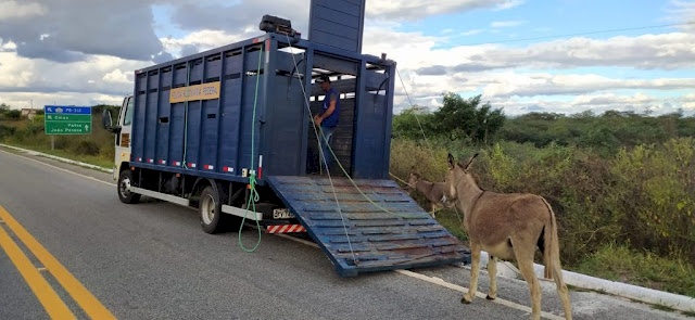 Operação Pista não é Pasto, no Sertão da Paraíba