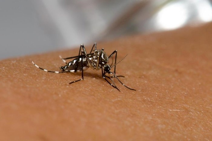 Campanha voltada para a prevenção e combate à malária