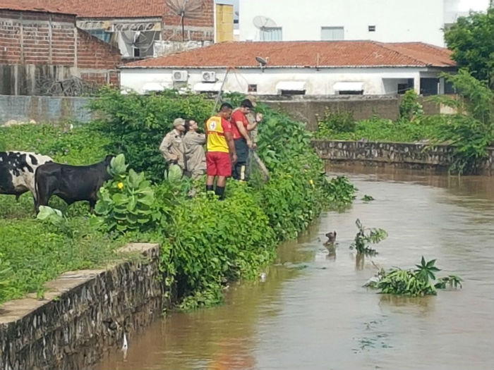 Cão