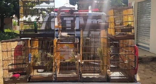 Polícia militar apreende 10 aves silvestres em ação da semana do meio ambiente