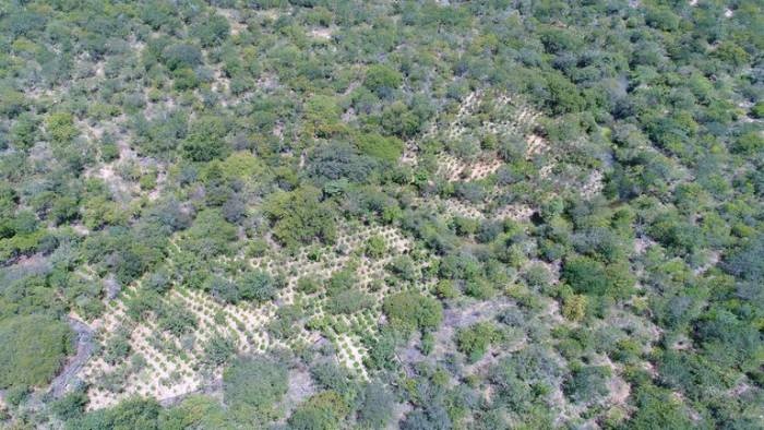 PF erradica 276 mil pés de maconha e evita a produção de 55 toneladas da droga em Pernambuco