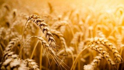 Produção de grãos, prevista para a segunda safra, está estimada em 272,5