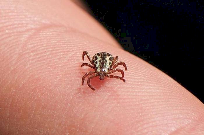 53 casos de febre maculosa e nove mortes, este ano no Brasil