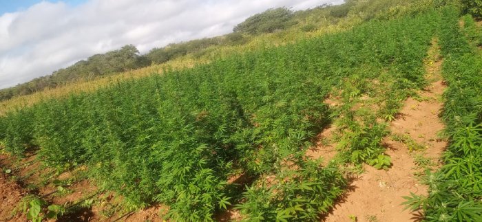 Plantio com 180 mil pés de maconha na divisa da Paraíba e Pernambuco