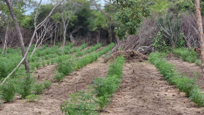 Erradicação de 47 mil pés de maconha no Sertão Pernambucano
