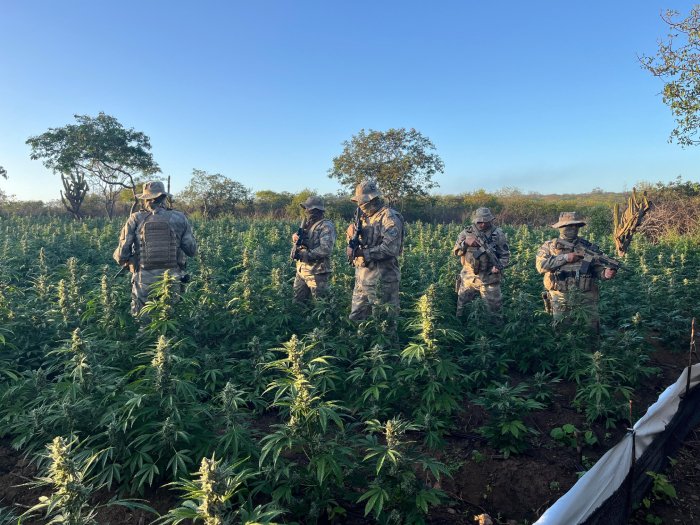 Destruição de novo plantio de maconha na Paraíba