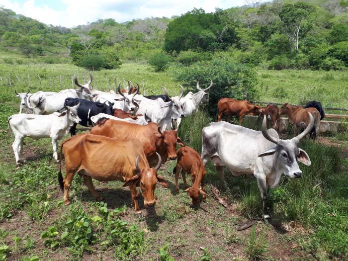 Leilão de animais descartes bovinos em agosto