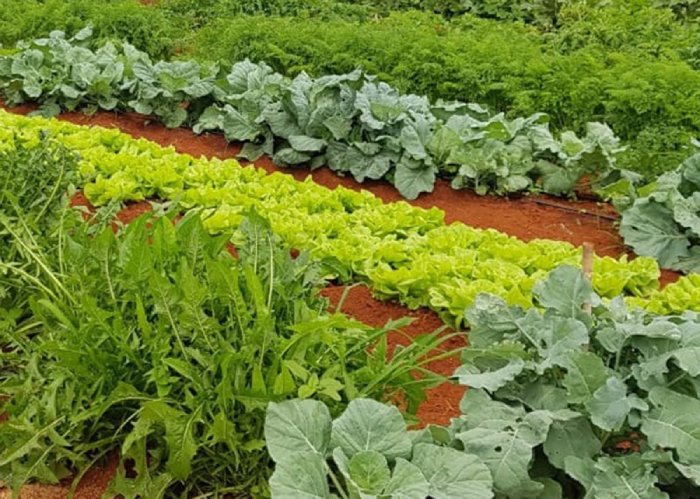 Produção de alimentos nas cidades