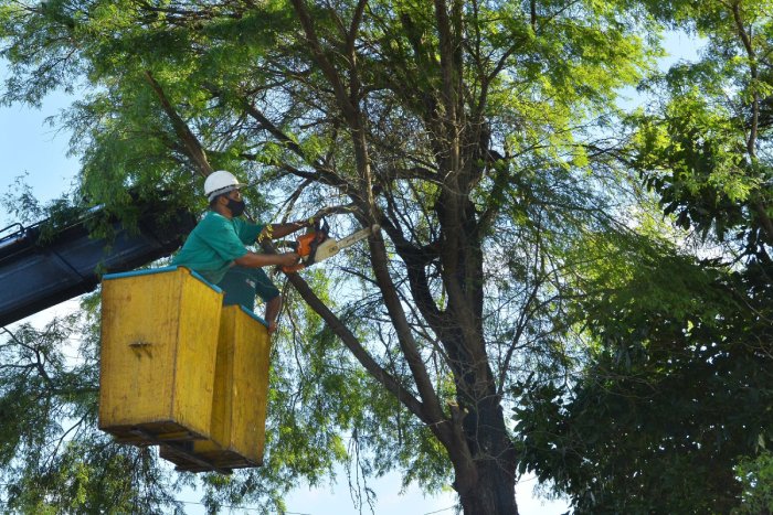 Podas pontuais de árvores diariamente