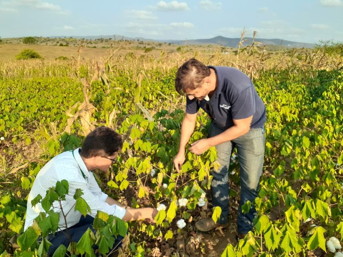 Orientação do cultivo de algodão agroecológico na Agrovila Águas de Acauã