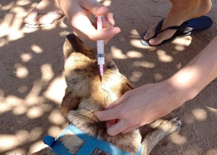 ‘Dia D’ de vacinação antirrábica para cães e gatos