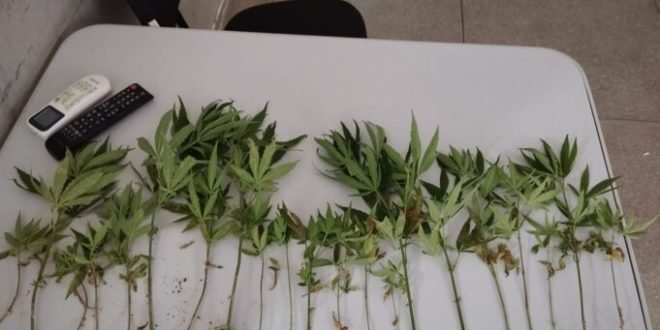 Pés de maconha apreendidos pela polícia militar no município de Teixeira 