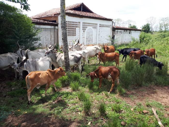 Leilão de animais da Empaer