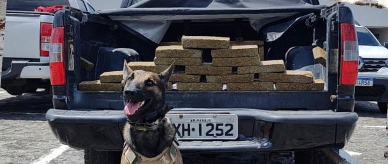 Maconha apreendida pela Polícia Civil em João Pessoa 
