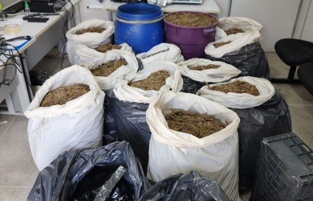 Grande quantidade de maconha apreendida pela Polícia Civil em Campina Grande 