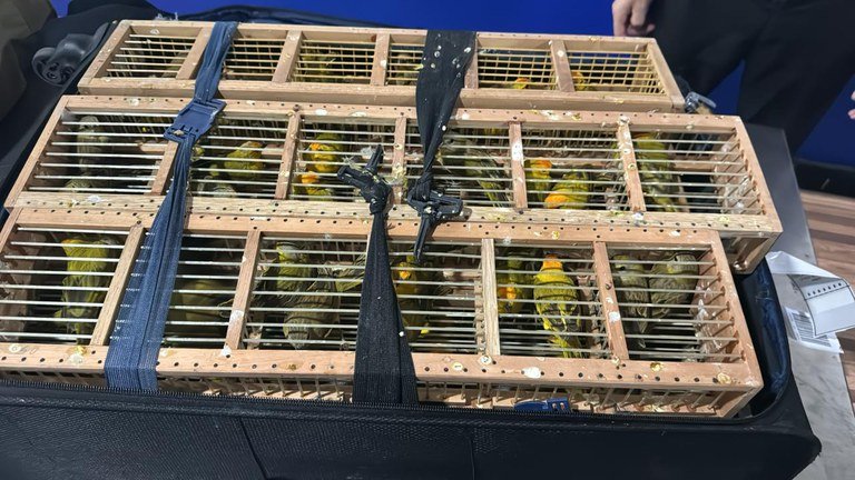 PF resgata mais de 300 pássaros em malas em Aeroporto