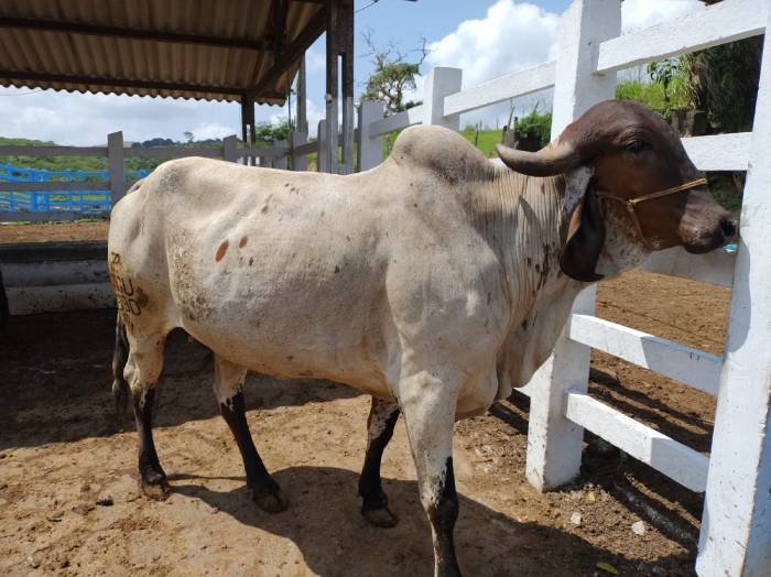 Leilão de descarte seletivo de animais bovinos