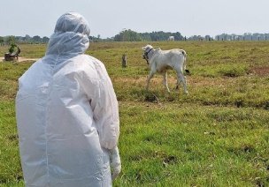 Sedap promove simulação de emergências relacionadas à febre aftosa