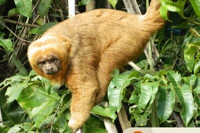 Animais Silvestres 