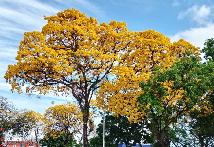 Ipês amarelos transforma paisagem de João Pessoa