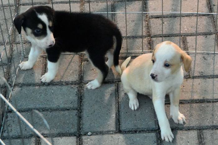 Animais de rua em Itaporanga
