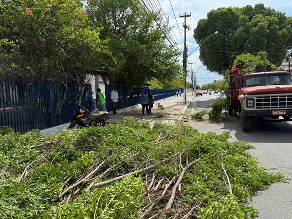 Serviço de poda de árvores e manutenção preventiva