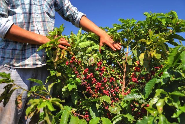 Clima e aumento do consumo devem manter preço do café em alta
