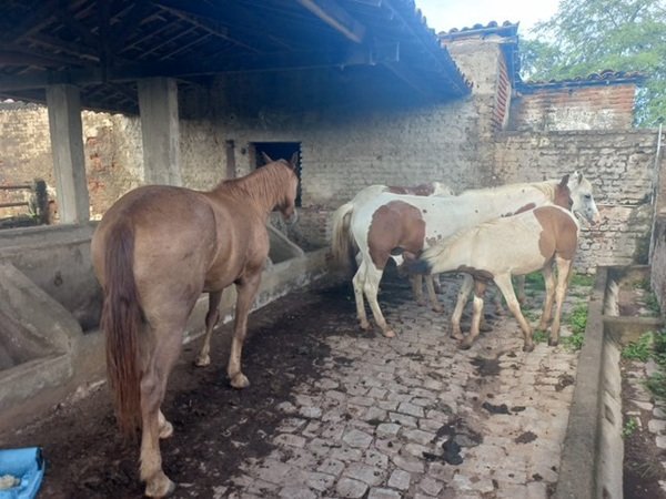 Prefeitura de Sousa intensifica trabalho de recolhimento de animais de médio e grande porte soltos no perímetro urbano