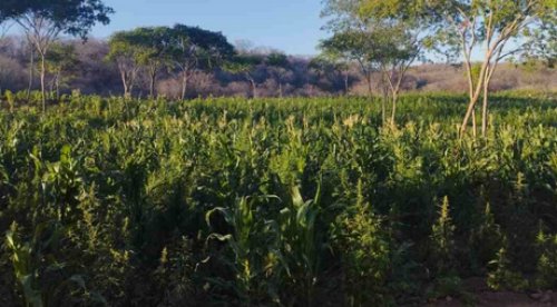 Plantação com mais de 60 mil pés de maconha em Malta, no Sertão da PB