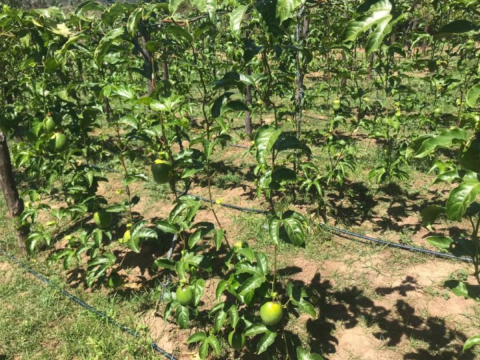 Produção do maracujá amarelo no Sertão