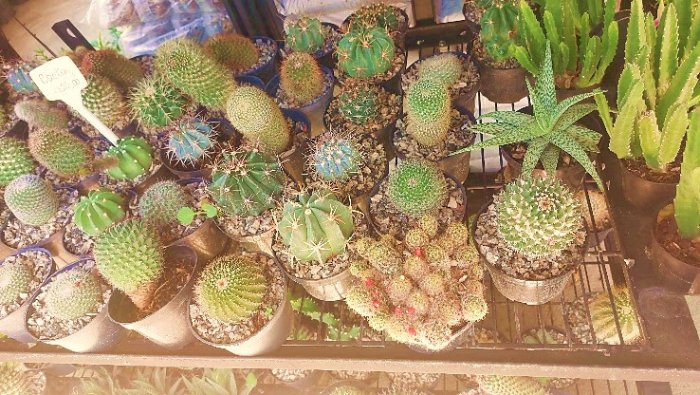 Artesanato e a beleza natural paraibana