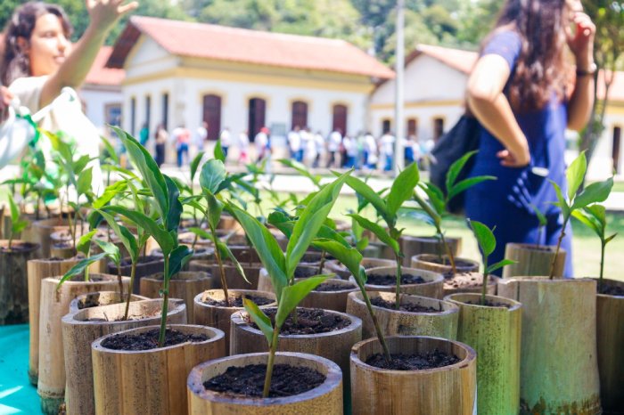 Plantio de árvores e o impacto nas mudanças climáticas