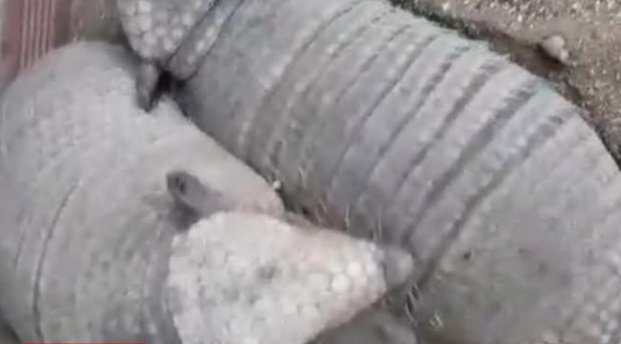 Polícia militar flagra comercialização ilegal de animais silvestres em Bernardino Batista