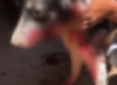 Polícia militar prende homem acusado de esfaquear cachorro em Bernardino Batista