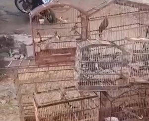 Aves silvestres apreendidas pela Polícia Militar em Patos 