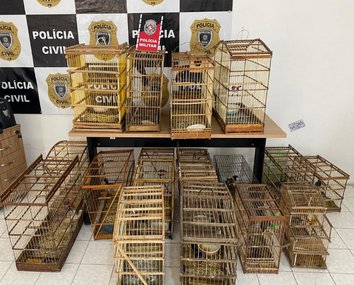 Aves apreendidas pela PM na cidade de Pombal