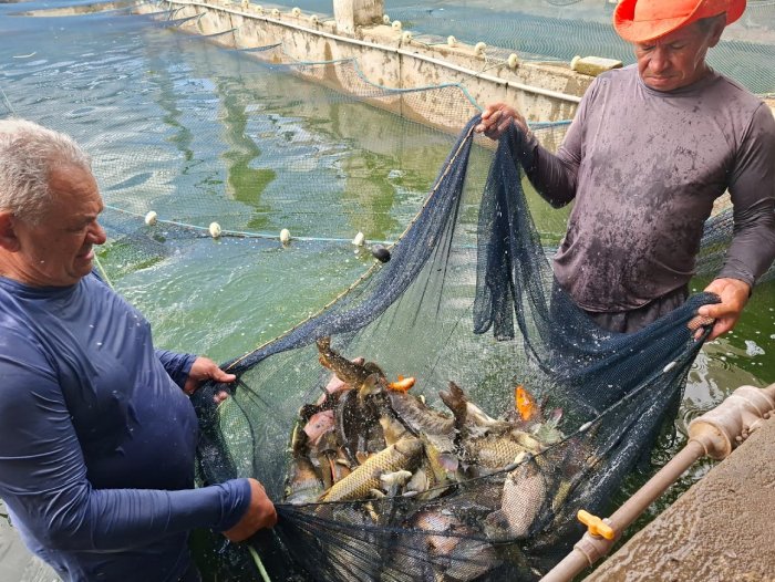 Novas espécies de alevinos na Paraíba